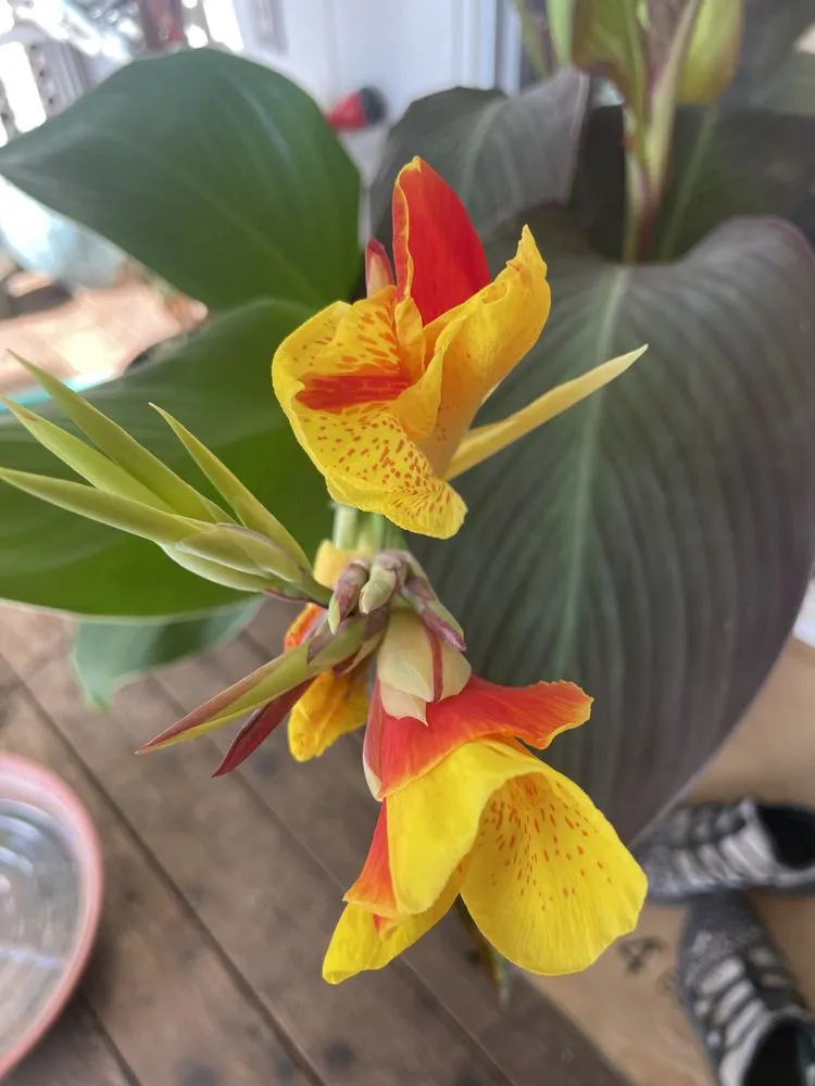 Expert yard cleanup service near you in Santa Barbara, CA by Dave's Organic Gardening