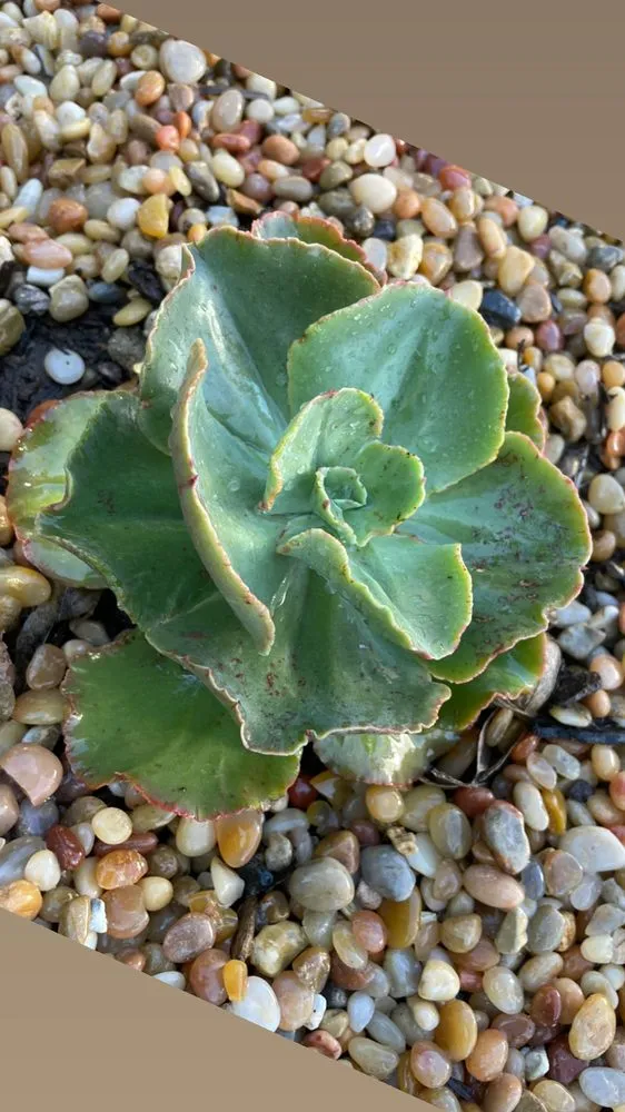 Expert outdoor landscaping experts serving Santa Barbara, CA - Dave's Organic Gardening