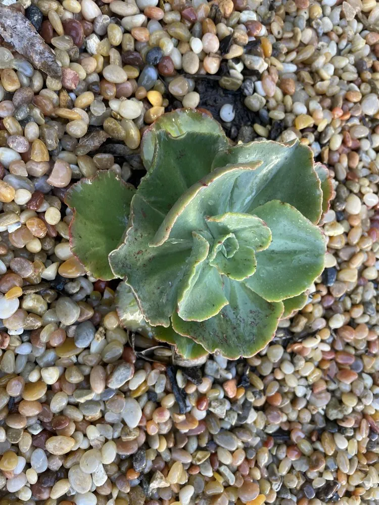 Expert residential landscaping near you across Santa Barbara, CA - Dave's Organic Gardening