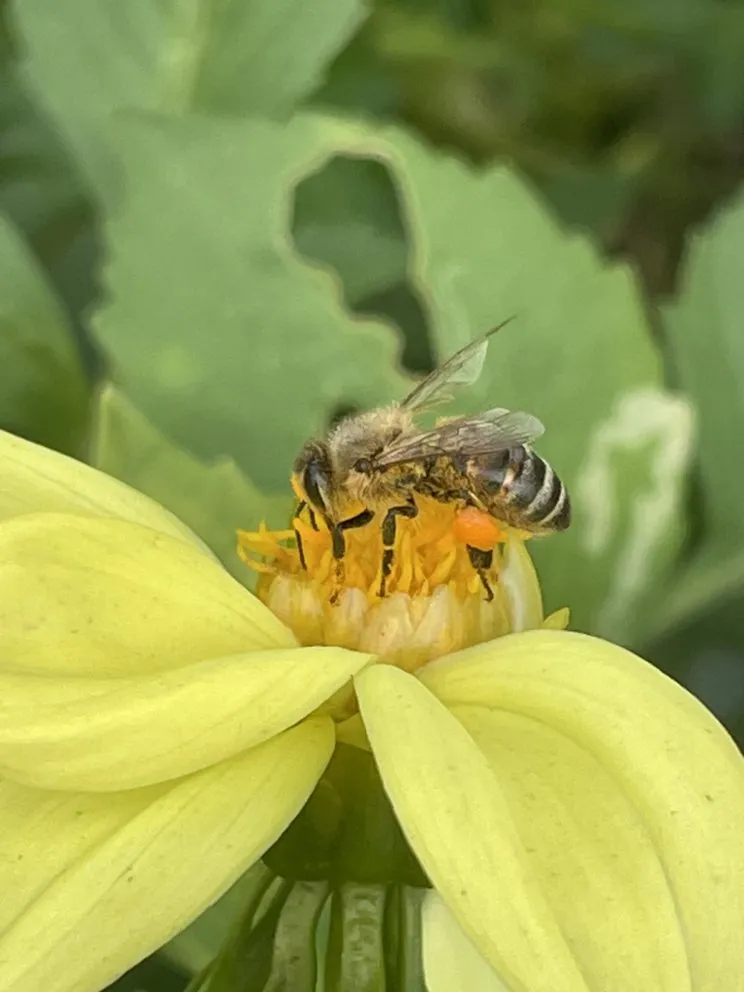 Custom yard cleanup service in Santa Barbara, CA - Dave's Organic Gardening