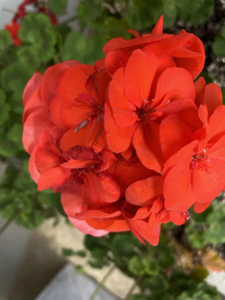 Top-rated landscape installation in Santa Barbara, CA - Dave's Organic Gardening