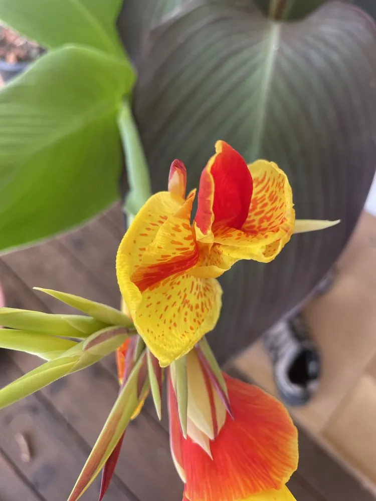 Local lawn care service near you across Santa Barbara, CA - Dave's Organic Gardening