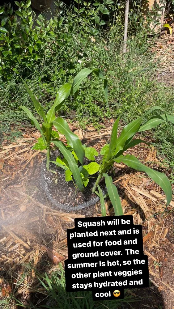 Trusted lawn mowing service near you in Santa Barbara, CA by Dave's Organic Gardening