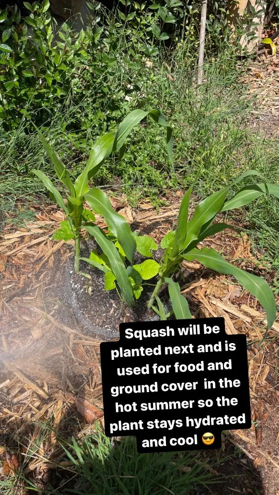 Custom lawn mowing service experts serving Santa Barbara, CA - Dave's Organic Gardening