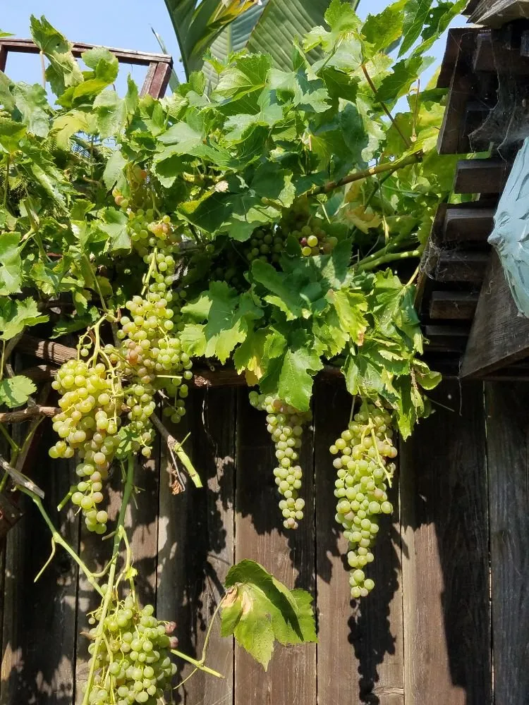 Affordable lawn mowing service in Santa Barbara, CA - Dave's Organic Gardening