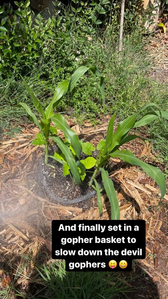 Top-rated yard cleanup service in Santa Barbara, CA by Dave's Organic Gardening