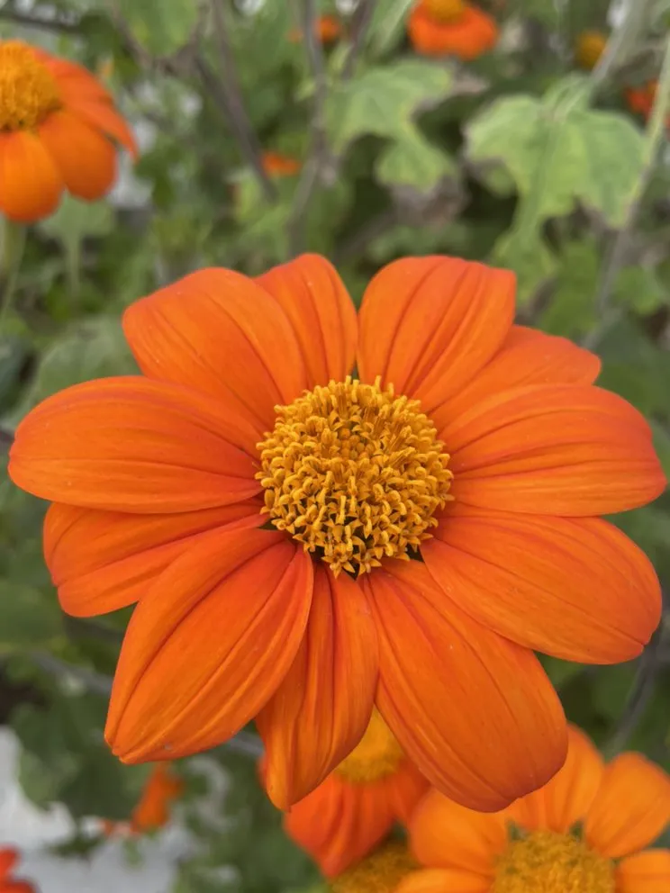 Top-rated landscaping services in Santa Barbara, CA by Dave's Organic Gardening