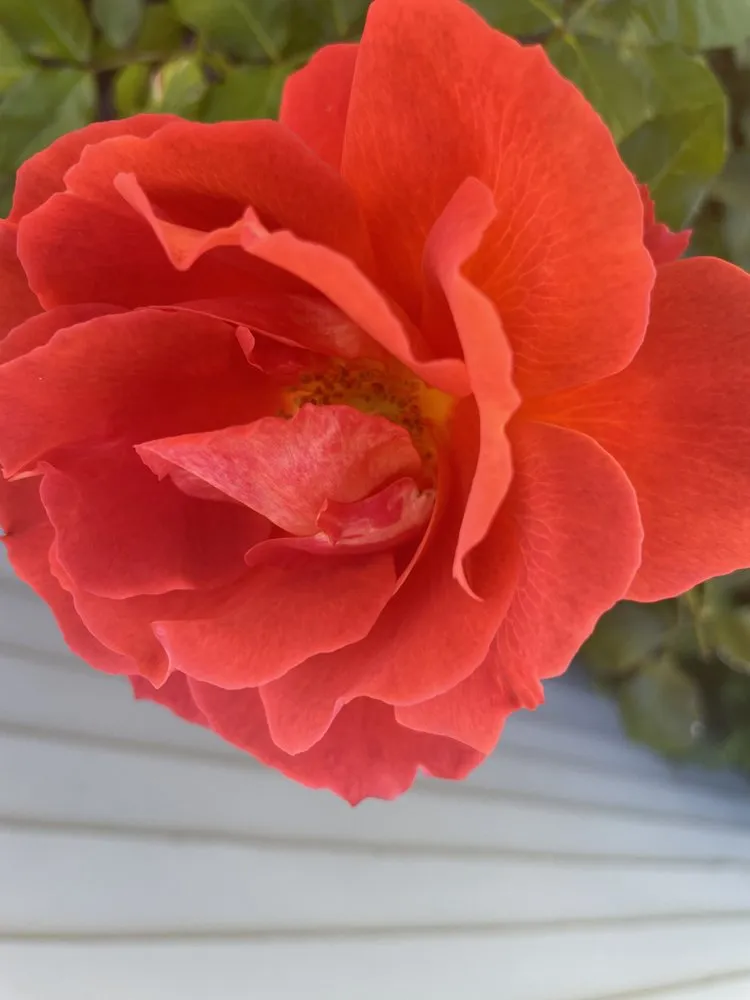 Local outdoor landscaping for homes in Santa Barbara, CA by Dave's Organic Gardening