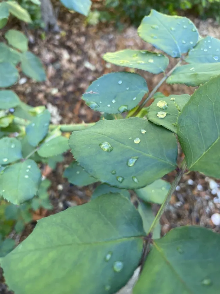 Affordable garden landscaping for year-round maintenance in Santa Barbara, CA by Dave's Organic Gardening