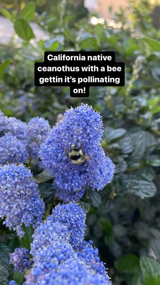 Trusted residential landscaping in Santa Barbara, CA by Dave's Organic Gardening