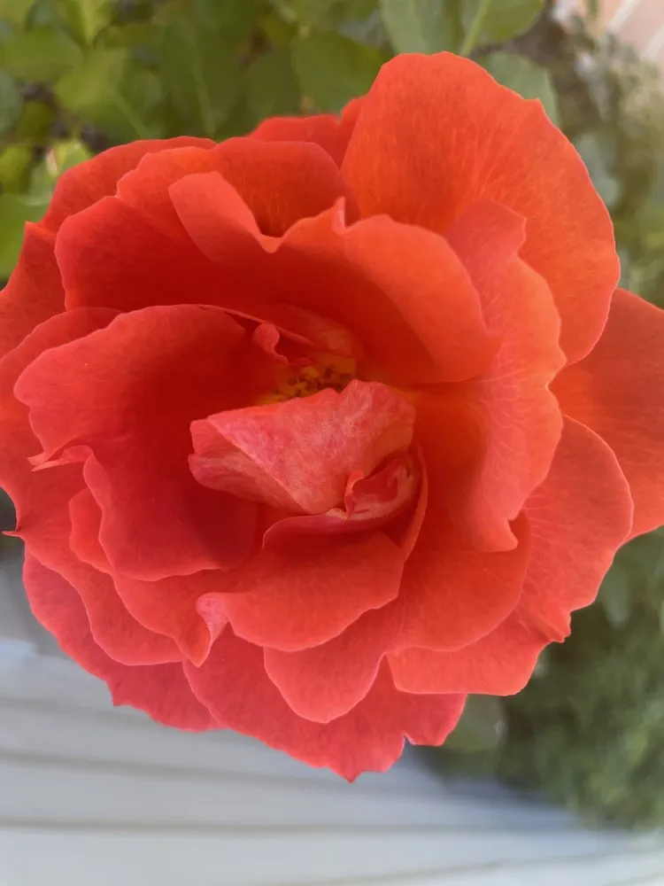 Affordable residential landscaping near you across Santa Barbara, CA - Dave's Organic Gardening