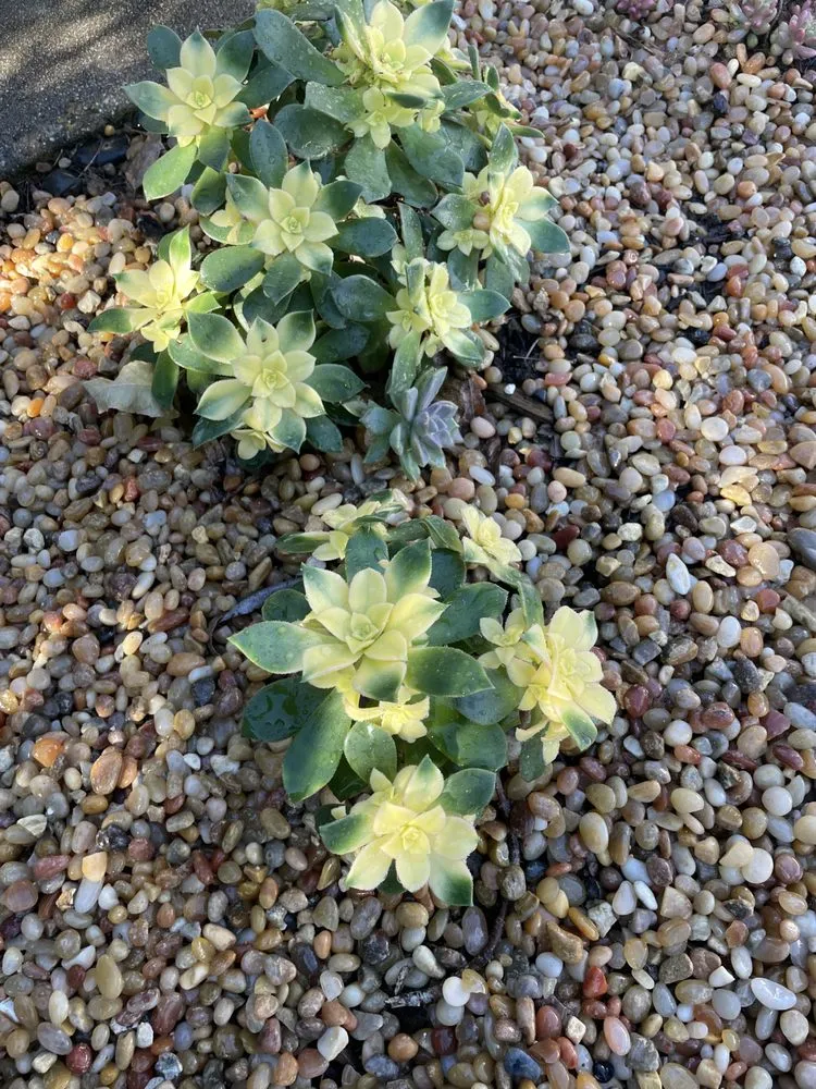 Expert landscape installation for year-round maintenance in Santa Barbara, CA by Dave's Organic Gardening