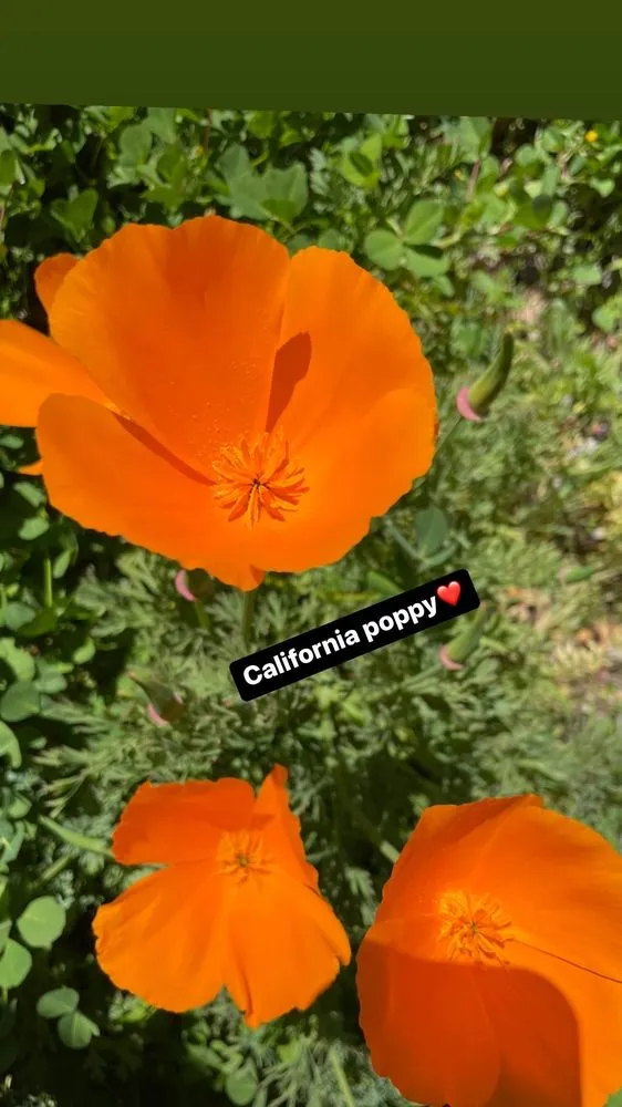 Trusted landscape installation in Santa Barbara, CA - Dave's Organic Gardening