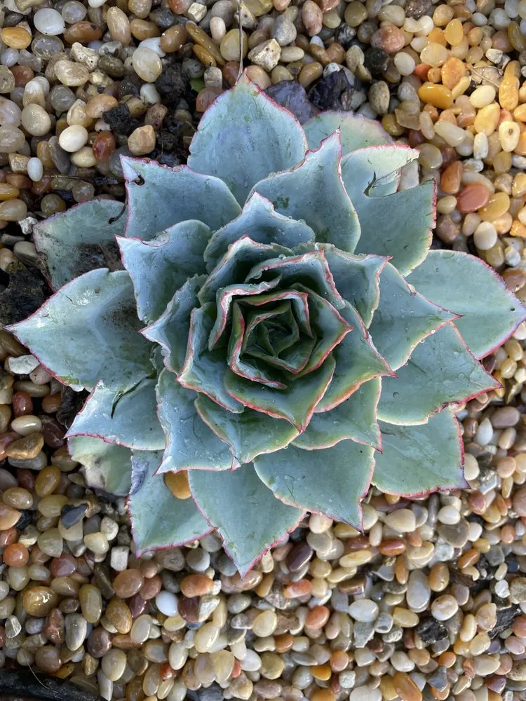 Local residential landscaping for year-round maintenance across Santa Barbara, CA - Dave's Organic Gardening