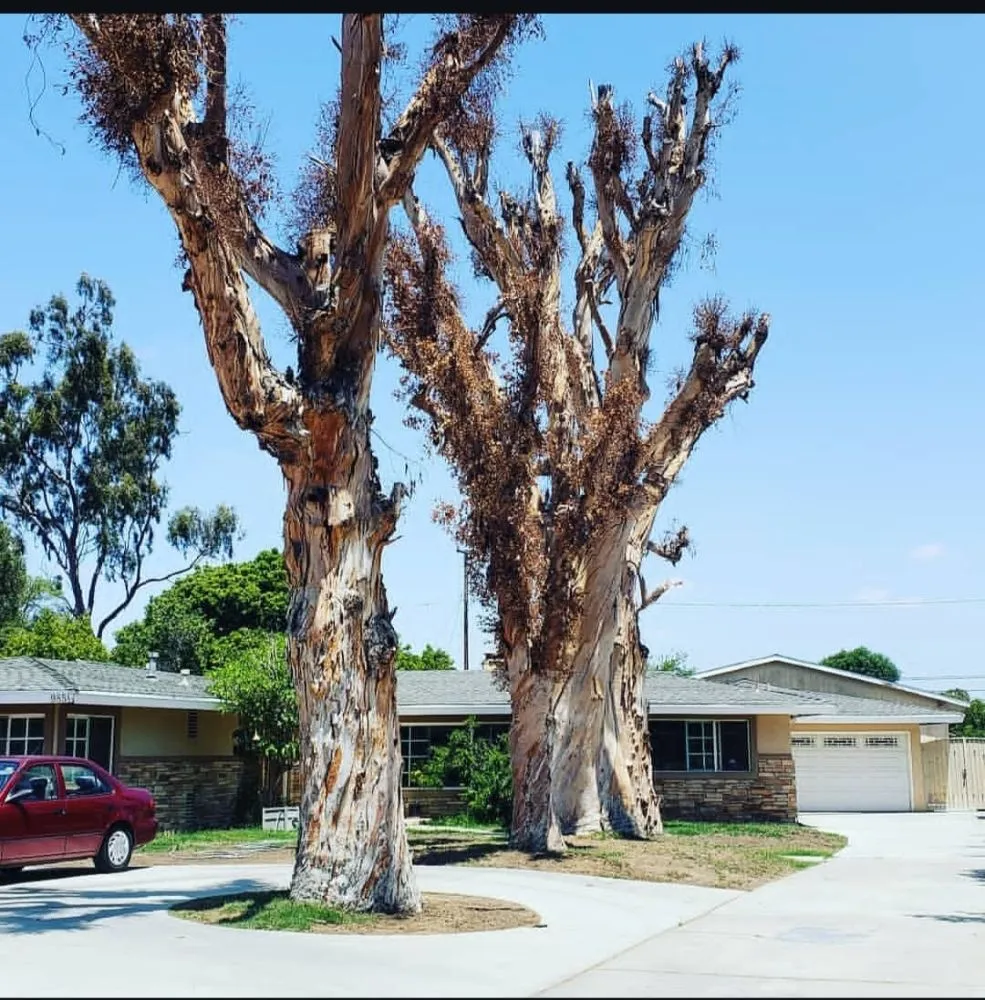Custom lawn care service for homes in Buena Park, CA by Dave's Tree Service