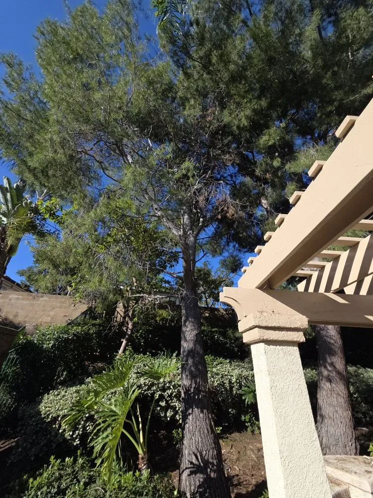Affordable landscaping services with custom design across Buena Park, CA - Dave's Tree Service