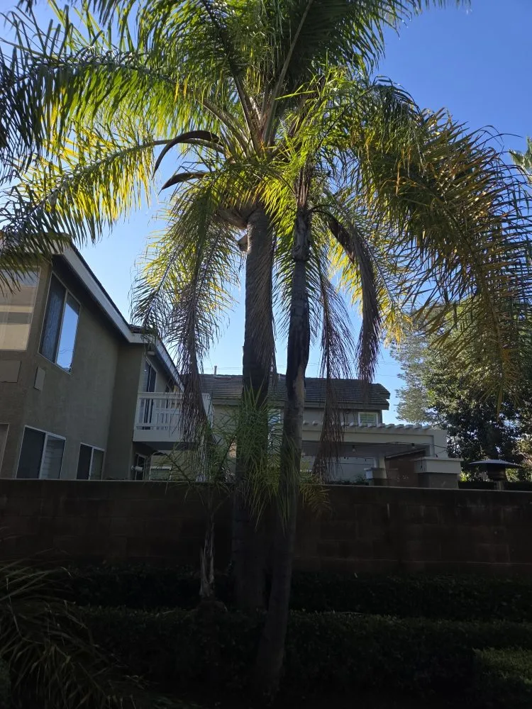Professional landscape design in Buena Park, CA - Dave's Tree Service