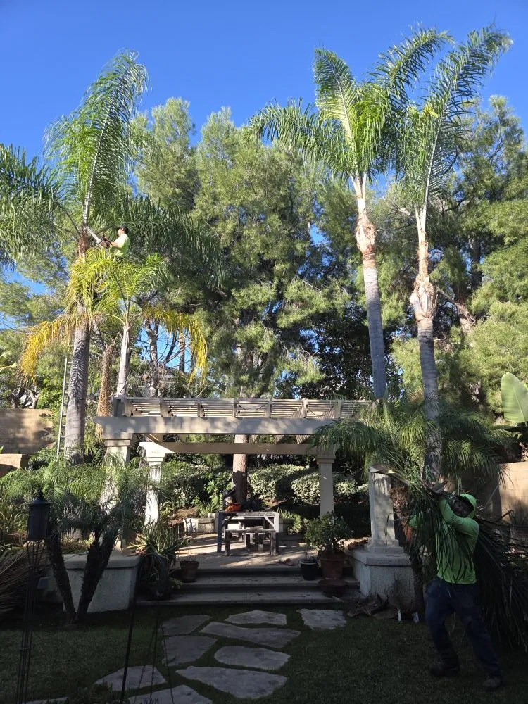 Professional yard maintenance in Buena Park, CA - Dave's Tree Service