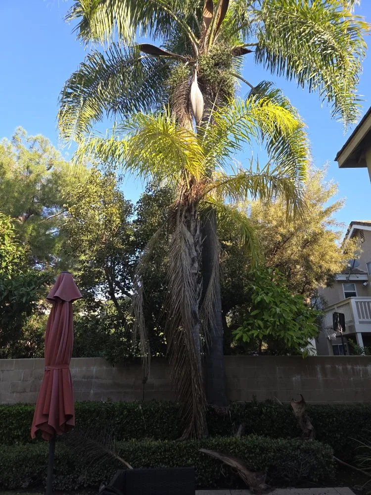 Top-rated garden landscaping in Buena Park, CA - Dave's Tree Service