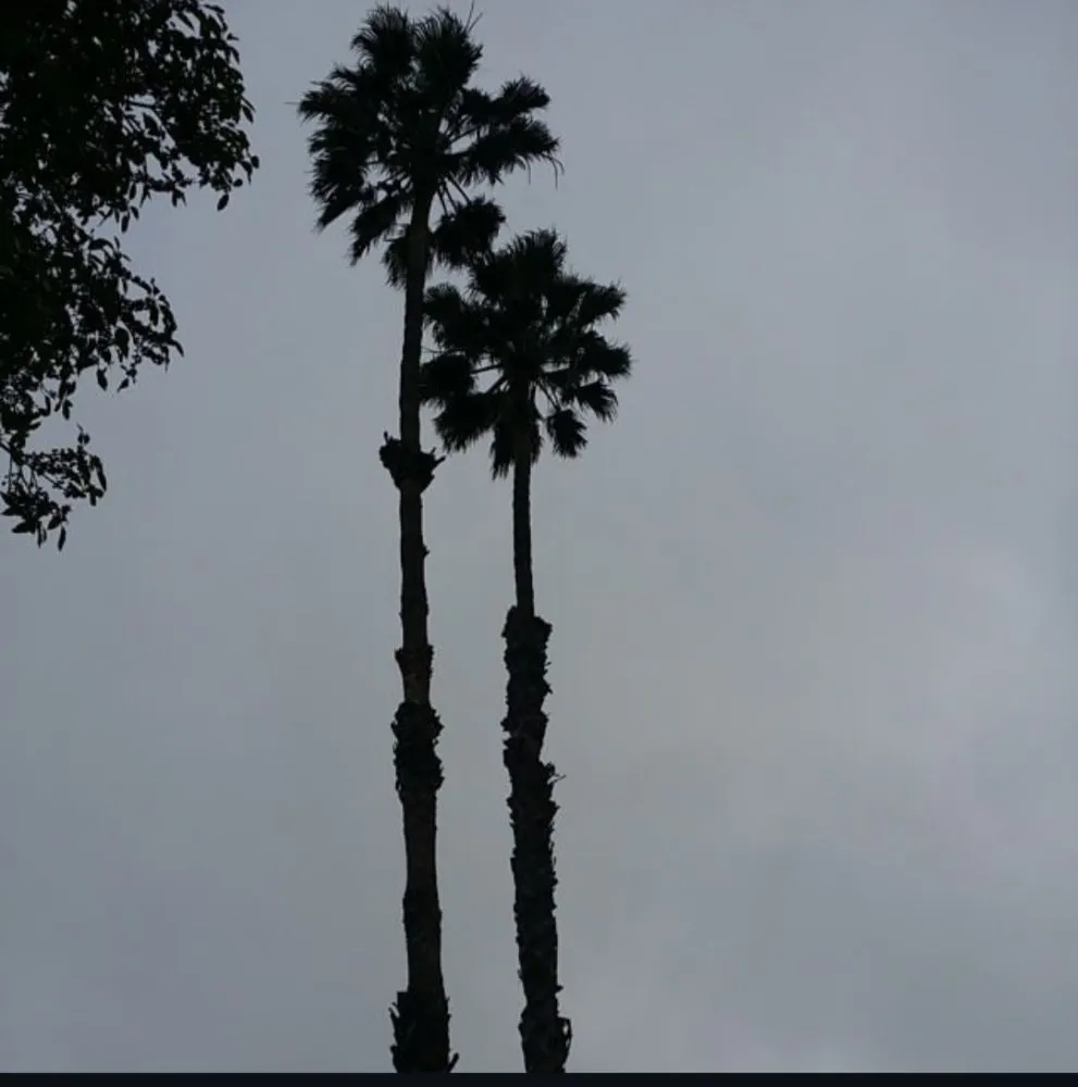 Top-rated outdoor landscaping in Buena Park, CA by Dave's Tree Service