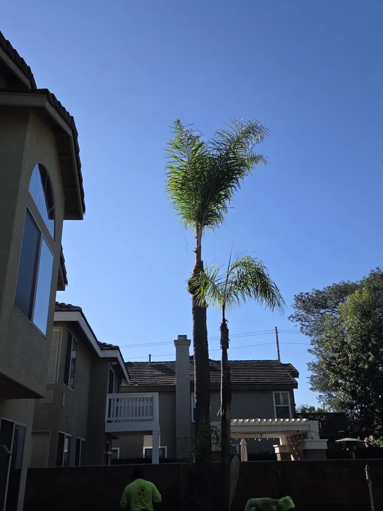 Professional landscaping services in Buena Park, CA by Dave's Tree Service