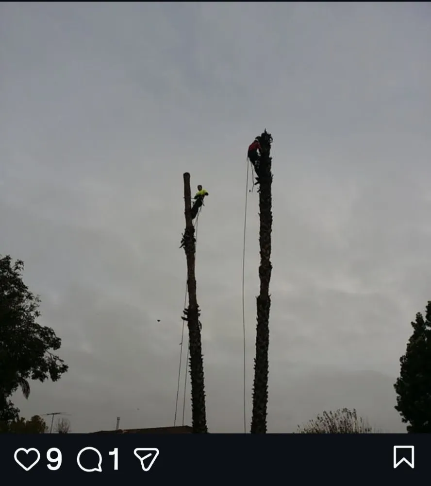 Top-rated lawn care service for beautiful yards in Buena Park, CA by Dave's Tree Service