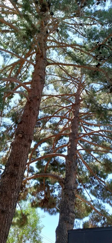 Local yard maintenance in Glendale, AZ by Dave's Tree Service