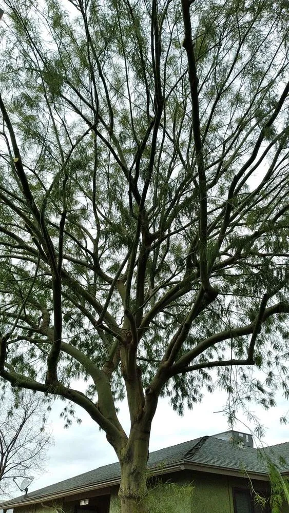 Top-rated outdoor landscaping in Glendale, AZ by Dave's Tree Service