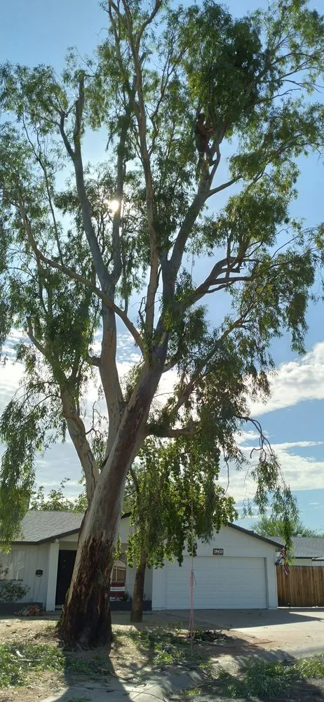 Custom landscaping services for year-round maintenance across Glendale, AZ - Dave's Tree Service