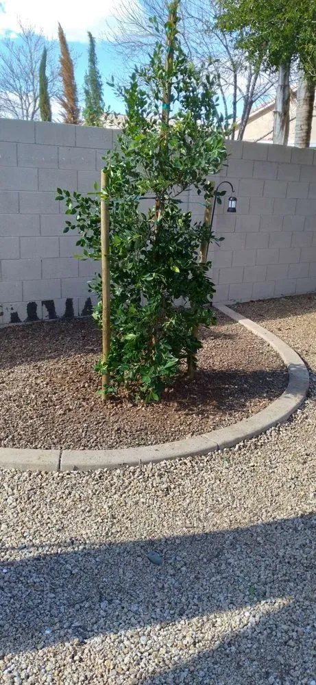 Professional residential landscaping experts serving Glendale, AZ - Dave's Tree Service