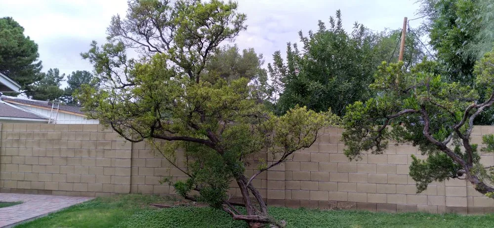 Top-rated landscape design in Glendale, AZ - Dave's Tree Service