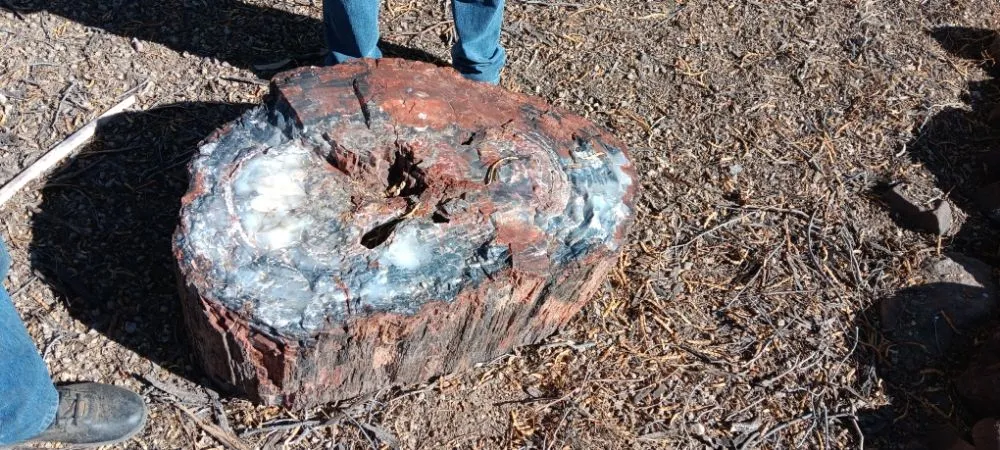 Affordable lawn care service in Glendale, AZ - Dave's Tree Service