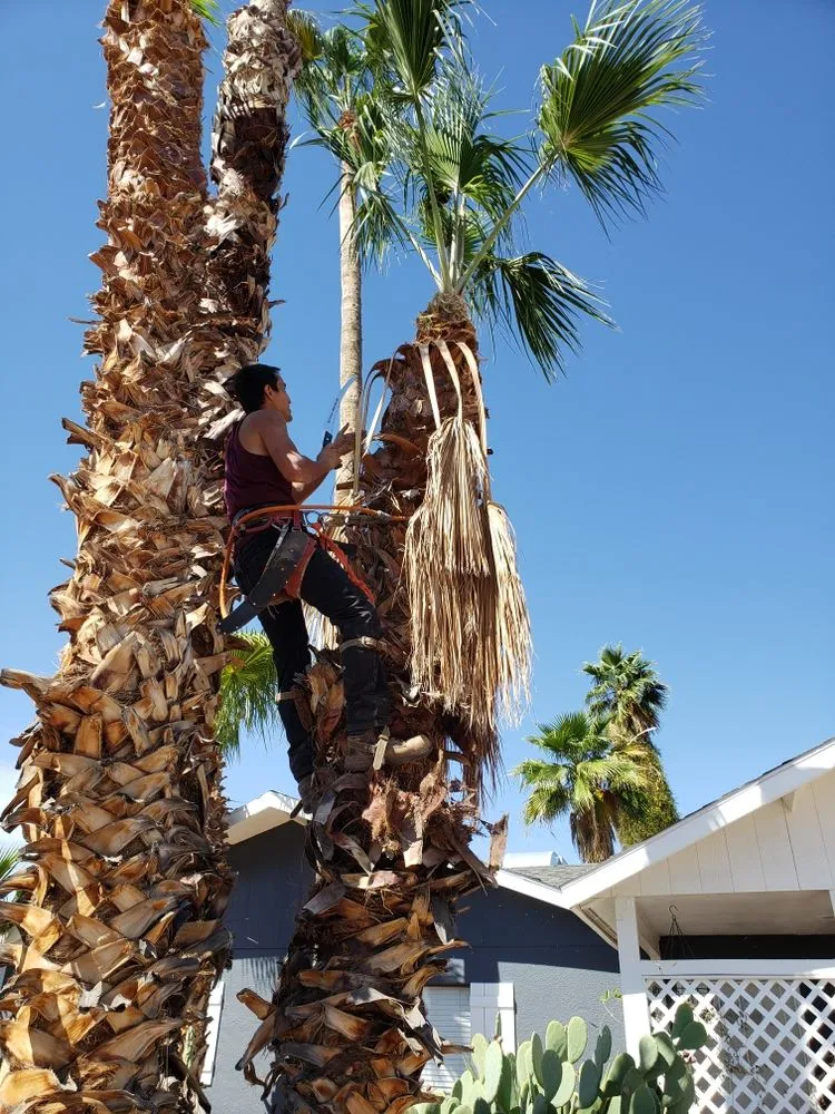 Local lawn mowing service experts serving Glendale, AZ - Dave's Tree Service