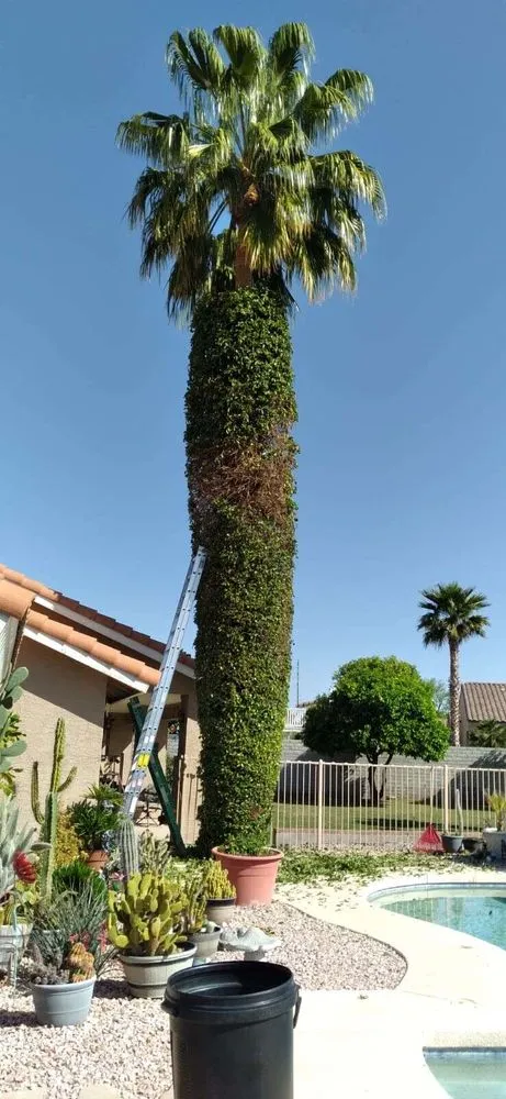Top-rated yard maintenance near you in Glendale, AZ by Dave's Tree Service