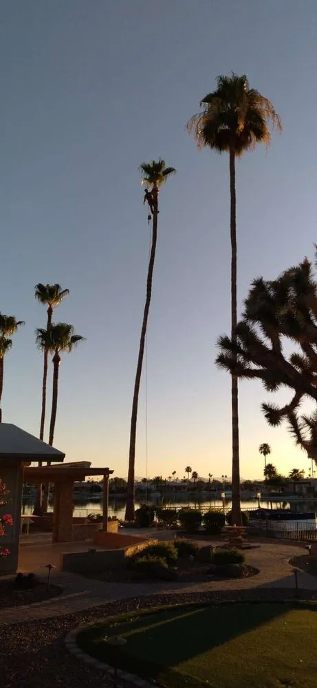 Affordable landscaping services for outdoor upgrades across Glendale, AZ - Dave's Tree Service