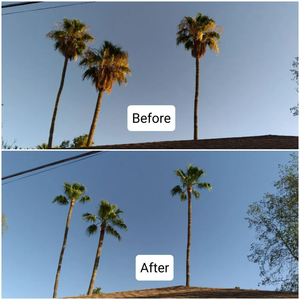 Local lawn care service in Glendale, AZ - Dave's Tree Service