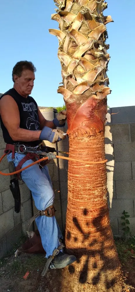 Top-rated lawn care service in Glendale, AZ - Dave's Tree Service