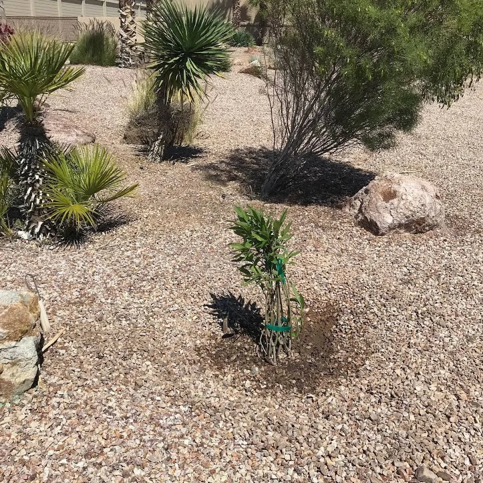 Local lawn care service in Lake Havasu City, AZ by Dave's Yard Maintenance