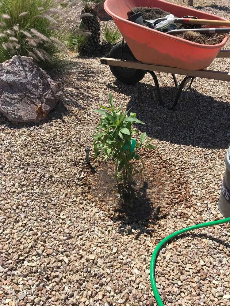 Trusted lawn care service experts serving Lake Havasu City, AZ - Dave's Yard Maintenance