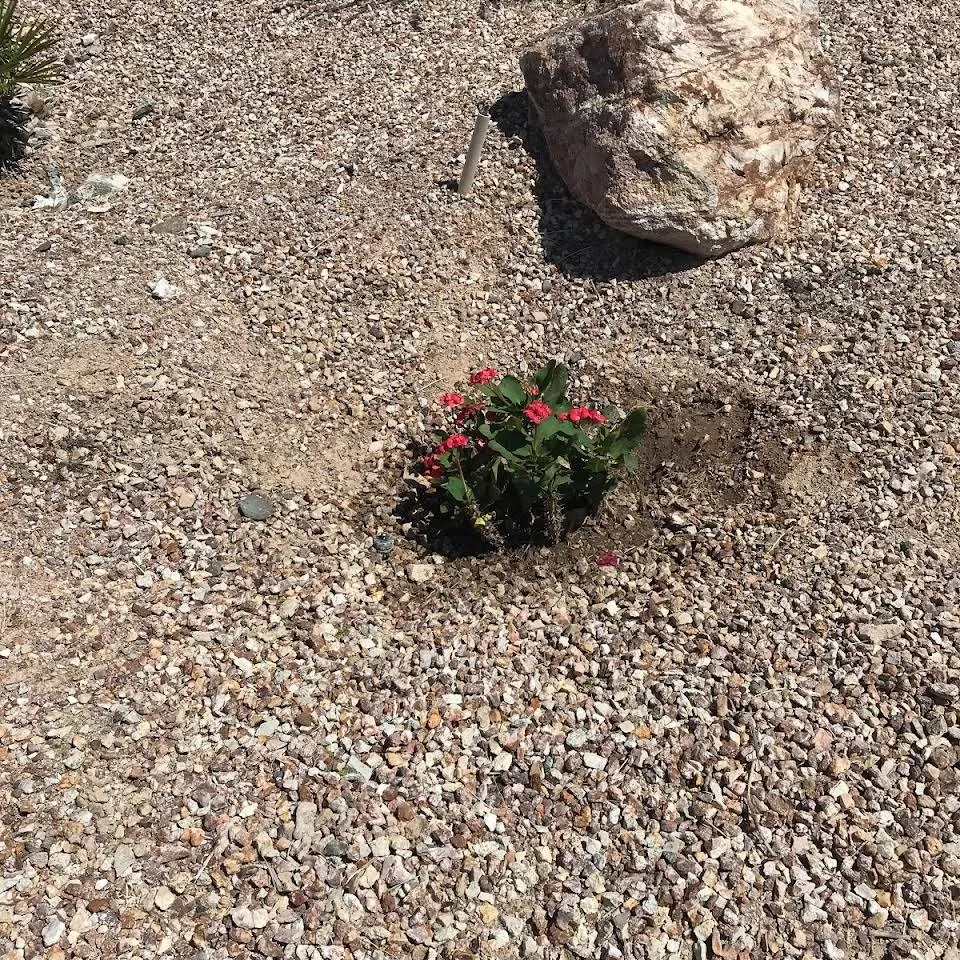 Top-rated landscape design experts serving Lake Havasu City, AZ - Dave's Yard Maintenance