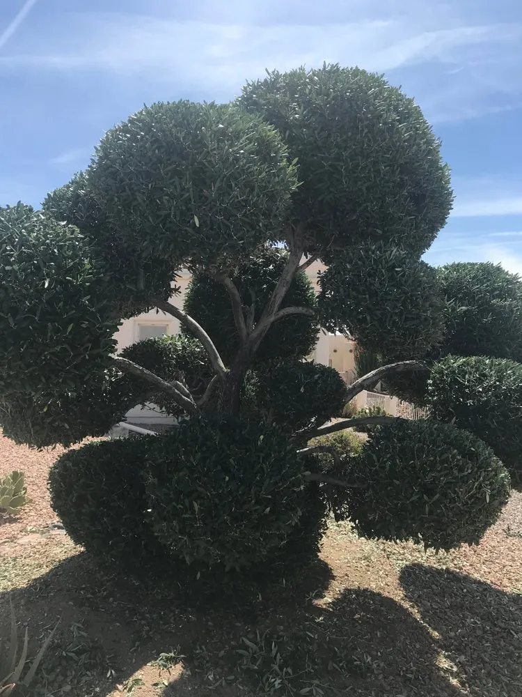 Reliable lawn care service in Lake Havasu City, AZ by Dave's Yard Maintenance