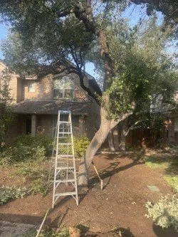 Local lawn mowing service experts serving Round Rock, TX - David Alcantar Landscaping & More