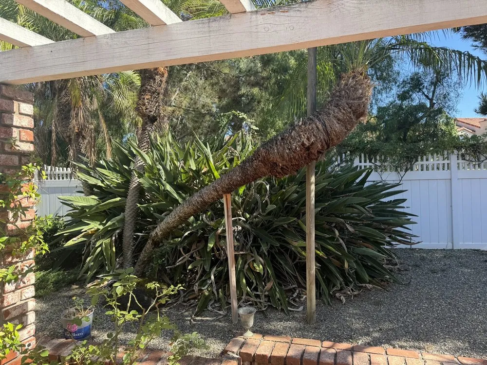 Custom landscape installation in San Juan Capistrano, CA - David Bahena Yard, Tree, and Home Services