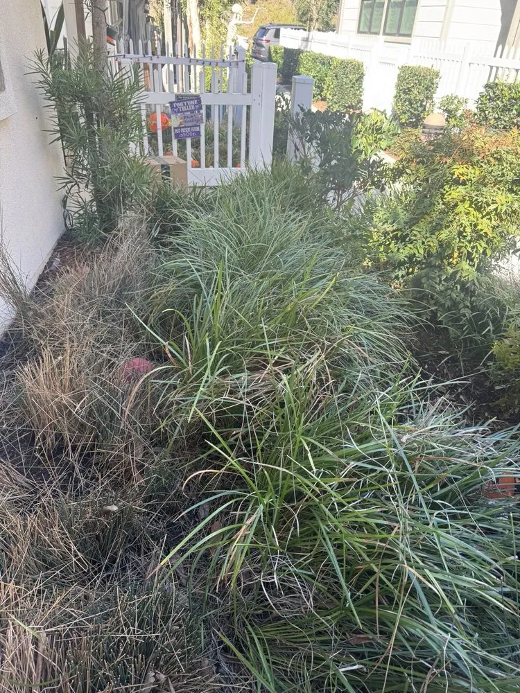 Local garden landscaping for beautiful yards across San Juan Capistrano, CA - David Bahena Yard, Tree, and Home Services
