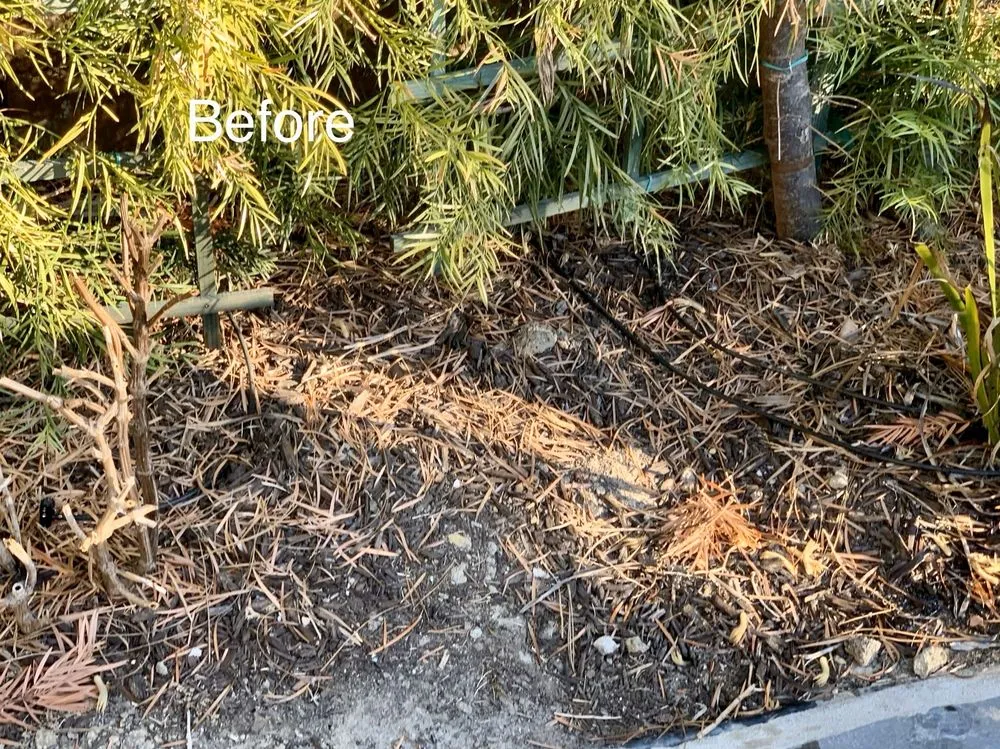 Trusted landscape design in San Juan Capistrano, CA - David Bahena Yard, Tree, and Home Services