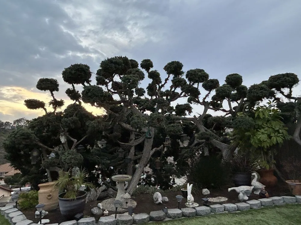 Top-rated yard cleanup service for homes in San Juan Capistrano, CA by David Bahena Yard, Tree, and Home Services