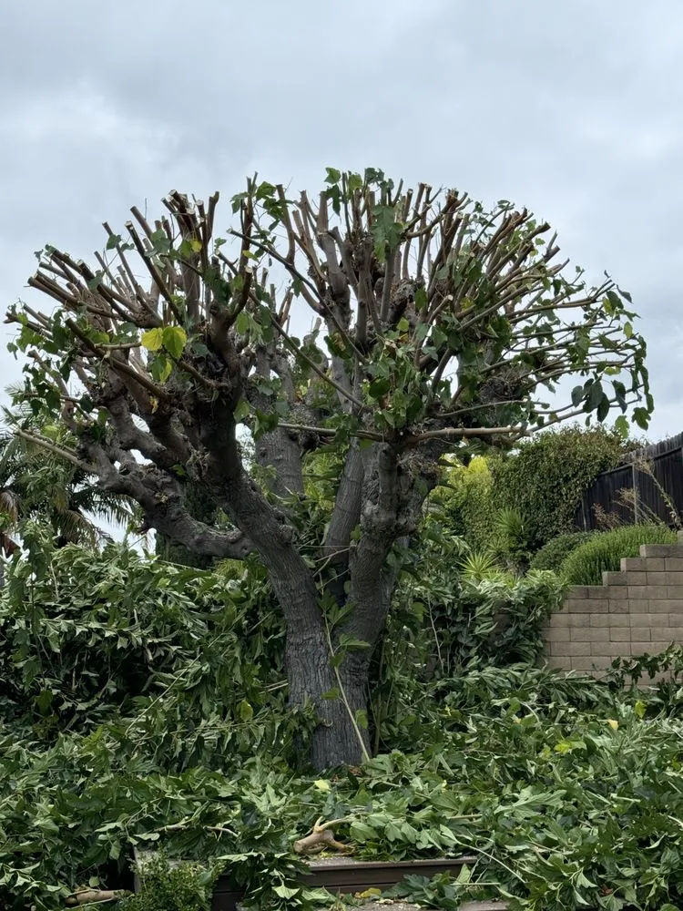 Top-rated lawn mowing service for homes in San Juan Capistrano, CA by David Bahena Yard, Tree, and Home Services