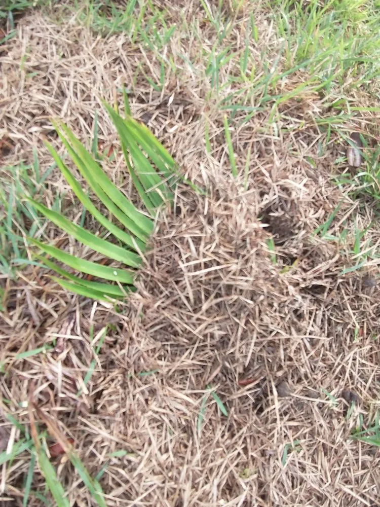 Trusted lawn care service for year-round maintenance in Panama City, FL by David Farris Landscaping & Lawn Care