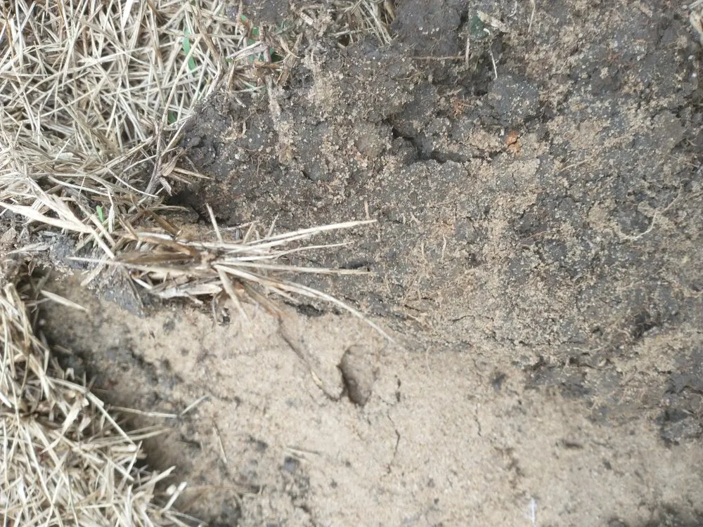 Custom residential landscaping experts serving Panama City, FL - David Farris Landscaping & Lawn Care