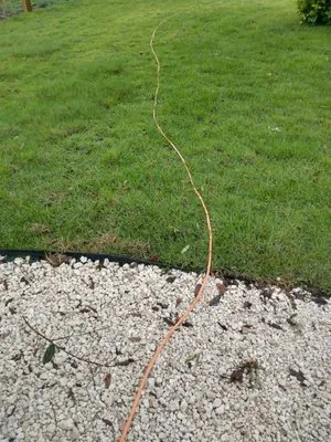 David Farris Landscaping & Lawn Care Logo